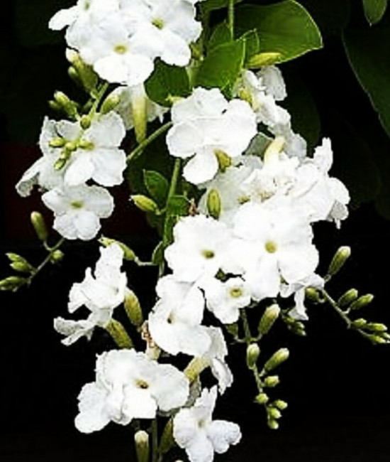 Duranta erecta Alba
