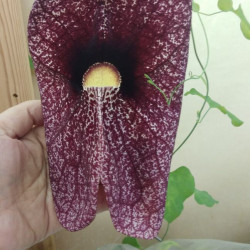Aristolochia gigantea