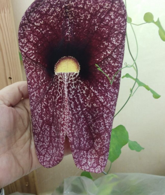 Aristolochia gigantea