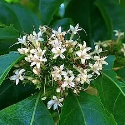 Clerodendrum Glabrum