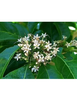 Clerodendrum Glabrum