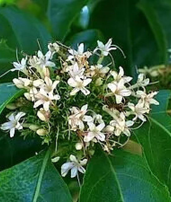 Clerodendrum Glabrum