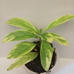 Clerodendrum heterophyllum 