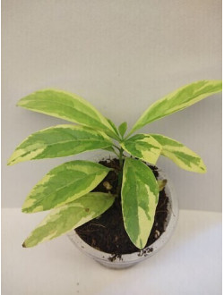 Clerodendrum heterophyllum 