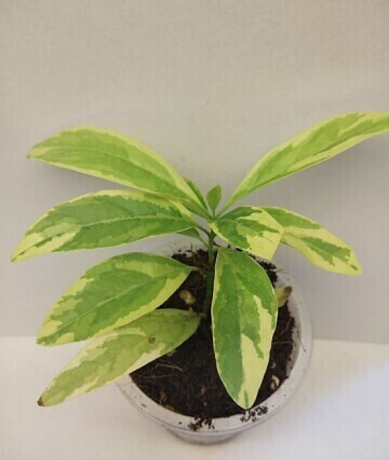 Clerodendrum heterophyllum 