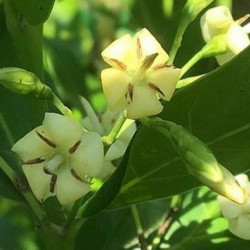 Kraussia floribunda