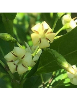 Kraussia floribunda