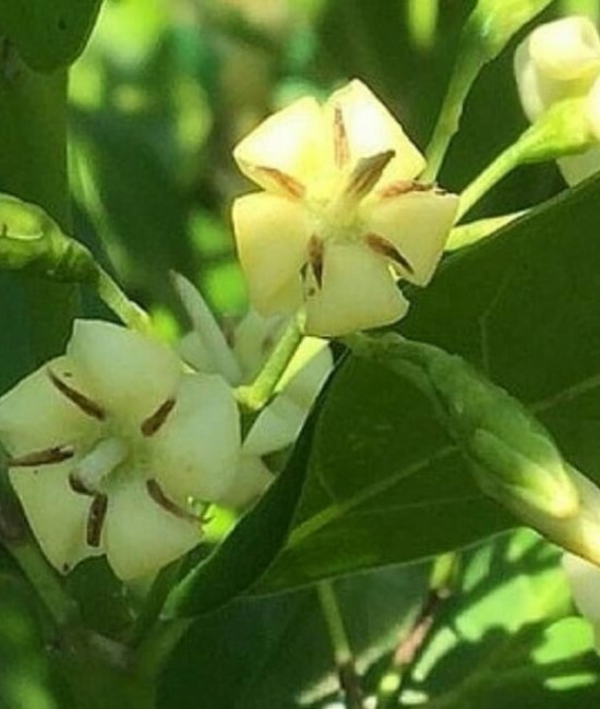 Kraussia floribunda