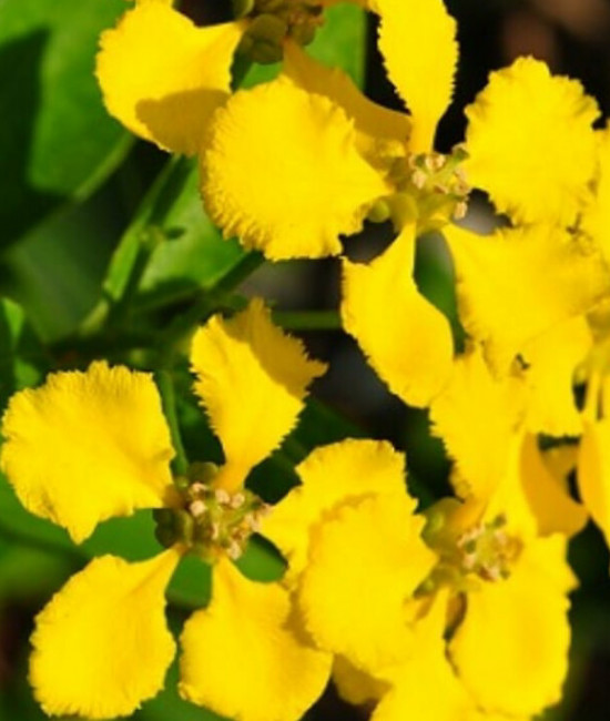 Mascagnia Ciliatum