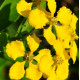 Mascagnia Ciliatum