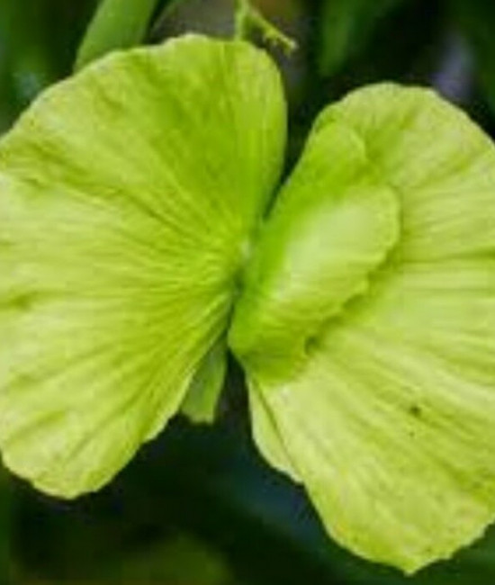 Mascagnia Ciliatum