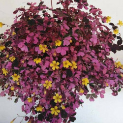 Oxalis  vulcanicola plum crazy