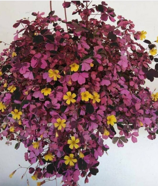 Oxalis  vulcanicola plum crazy