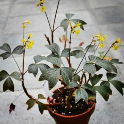 Оxalis ortgiesii