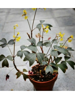 Оxalis ortgiesii