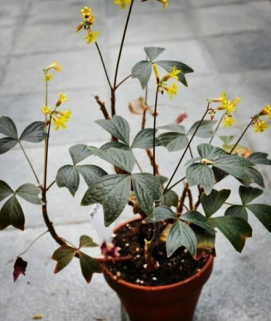 Оxalis ortgiesii