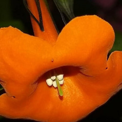 Markea coccine