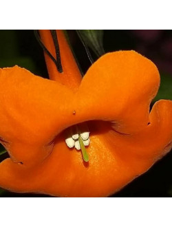 Markea coccine