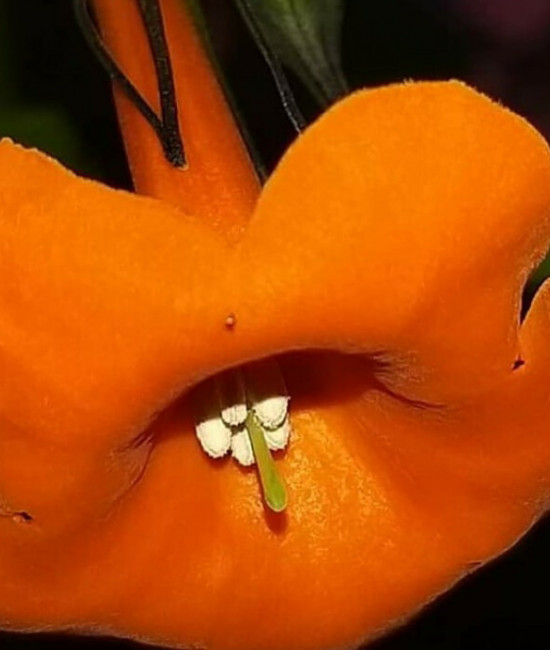 Markea coccine