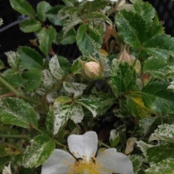 Rosa Wichuraiana Curiosity Variegatа
