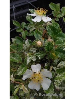 Rosa Wichuraiana Curiosity Variegatа