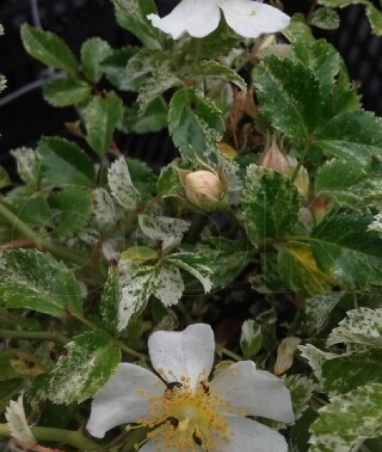 Rosa Wichuraiana Curiosity Variegatа