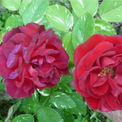 Роза вариегатная Ile Rouge