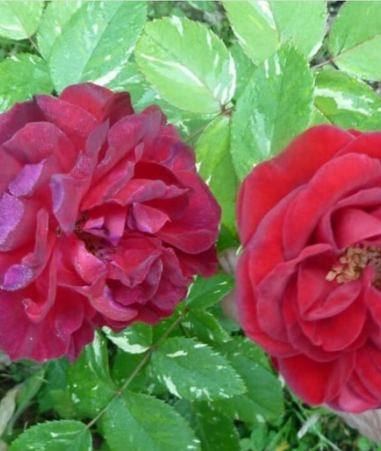 Роза вариегатная Ile Rouge