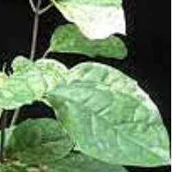 Clerodendrum Tomsoni splesh variegat