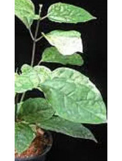 Clerodendrum Tomsoni splesh variegat