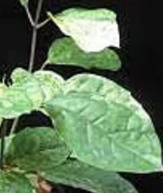 Clerodendrum Tomsoni splesh variegat