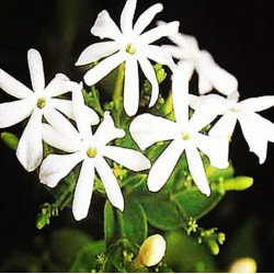 JASMINUM auriculatum