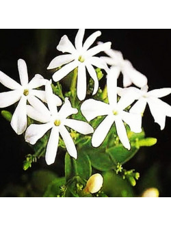JASMINUM auriculatum