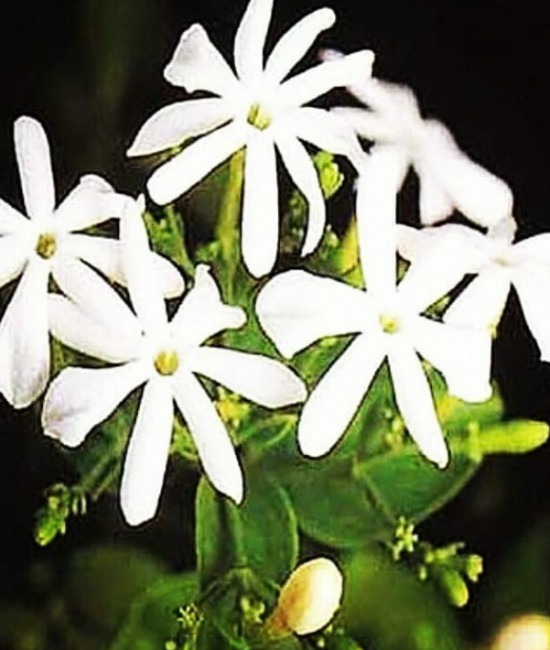 JASMINUM auriculatum