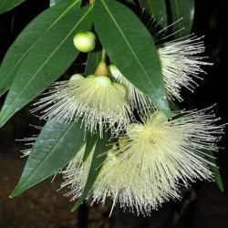 SYZYGIUM jambos MELAROSA