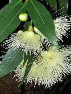 SYZYGIUM jambos MELAROSA