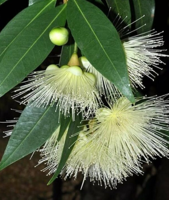 SYZYGIUM jambos MELAROSA