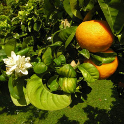Citrus aurantium "BOUQUETIER DE NICE" L. 