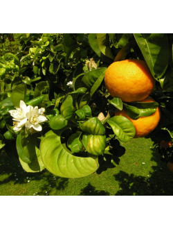 Citrus aurantium "BOUQUETIER DE NICE" L. 