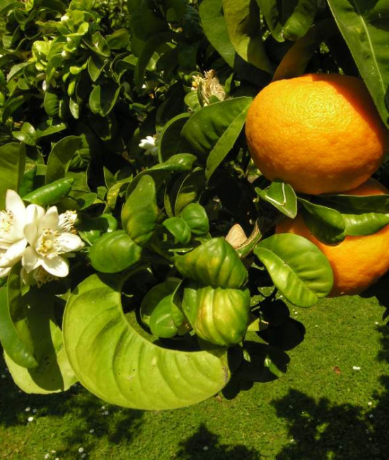 Citrus aurantium "BOUQUETIER DE NICE" L. 