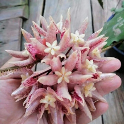 Хойя Undulata