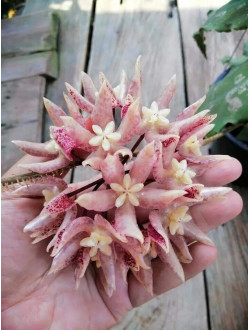 Хойя Undulata