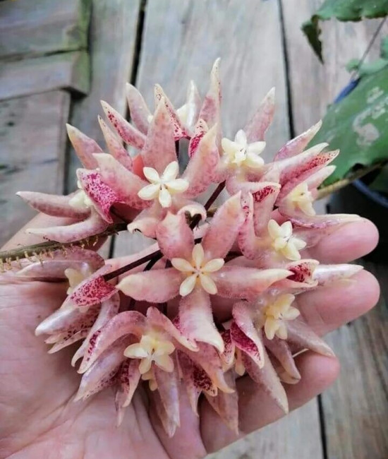 Хойя Undulata