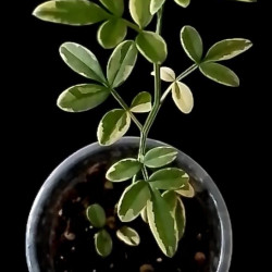 Jasminum humilis revolutum variegstum