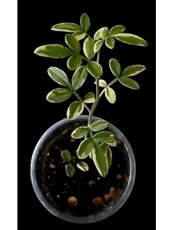 Jasminum humilis revolutum variegstum