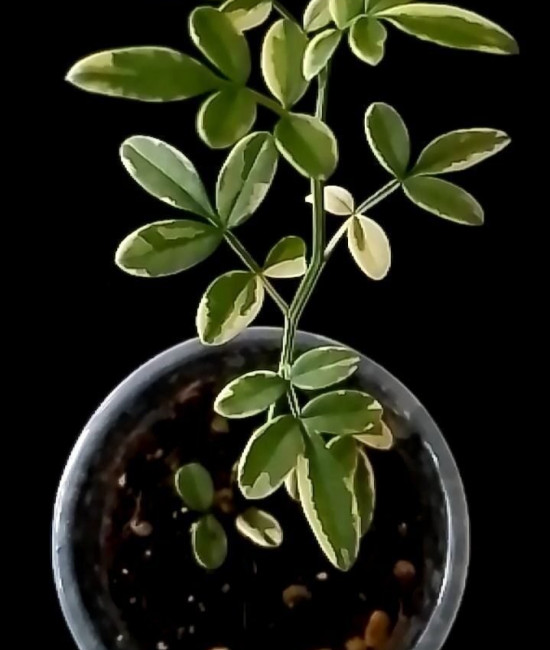 Jasminum humilis revolutum variegstum