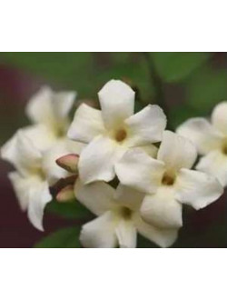 Жасмин officinale Clotted cream 