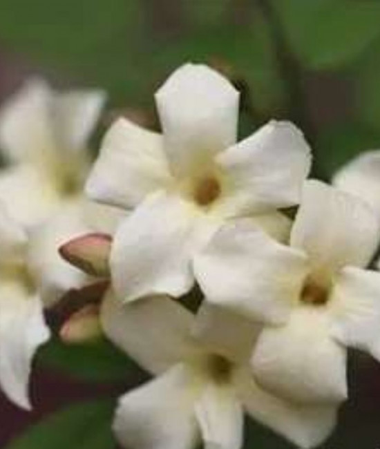 Жасмин officinale Clotted cream 