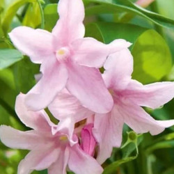 Jasminum Stefansio
