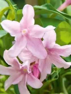 Jasminum Stefansio
